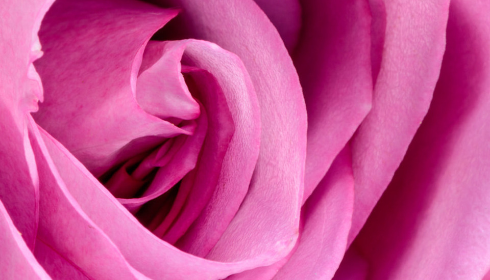 Pianiga in rosa